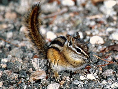 Neotamias minimus, Least Chipmunk
